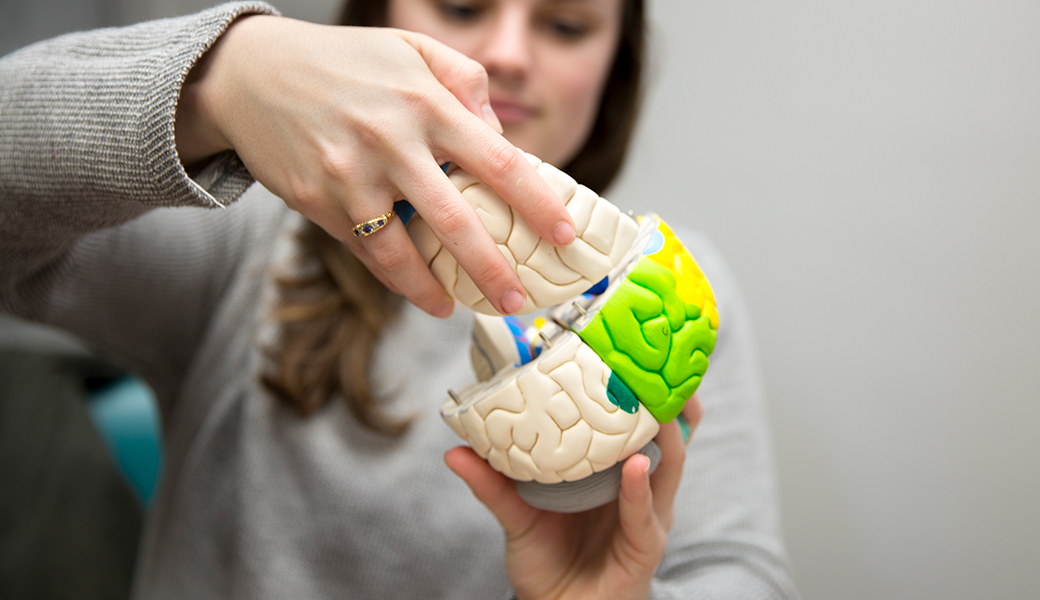 student researcher holding a brain model