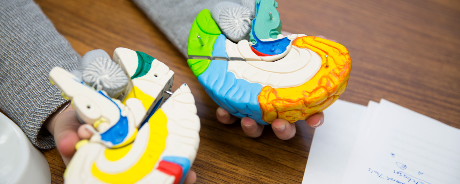 person holding a colorful plastic model of a human brain